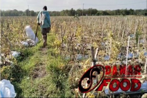 Petani Kedunggalar Ngawi Panen Raya Melon di Lahan Persawahan Untung Jutaan Rupiah